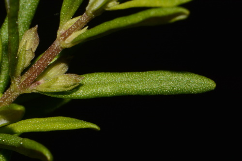 Conradina glabra, photograph 6
