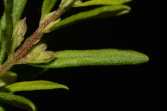 Conradina glabra, photograph (c) Brian Finzel, some rights reserved (CC BY-SA)
