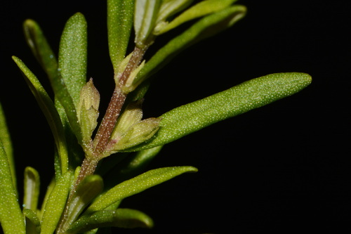 Conradina glabra, photograph 5