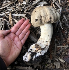 Agaricus buckmacadooi