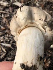 Agaricus buckmacadooi
