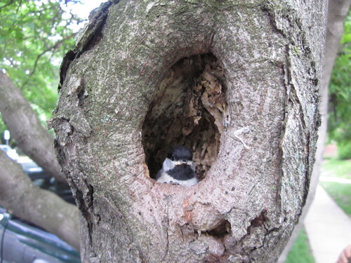 Carolina Chickadee photographed in Virginia