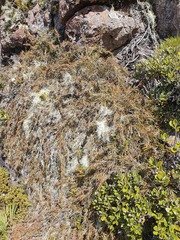 Dracophyllum pubescens