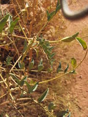 Astragalus praelongus