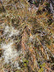 Dracophyllum pubescens