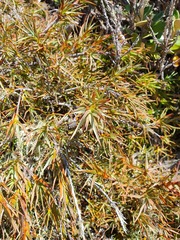 Dracophyllum pubescens