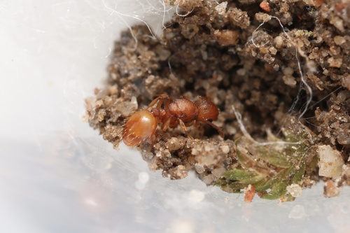 Wasmannia iheringiWasmannia iheringi
