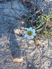 Melampodium cinereum