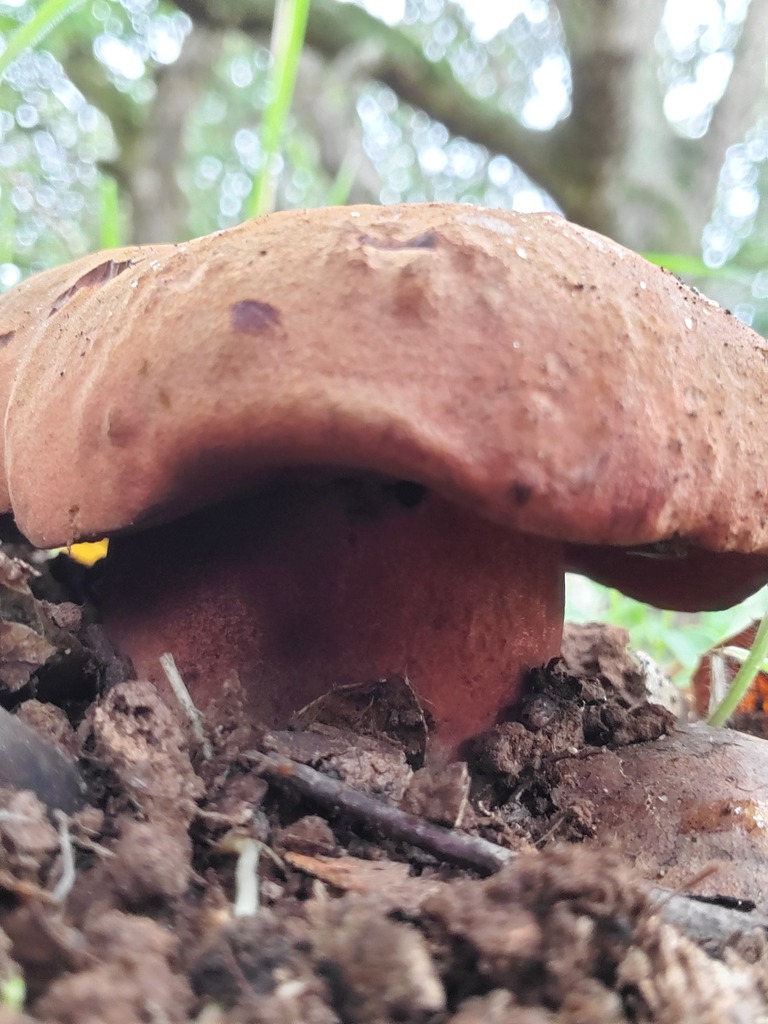 Suillellus amygdalinus · December 2025 · photo: © arlenedevitt (iNaturalist, cc-by)