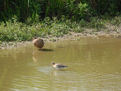 Limosa limosa