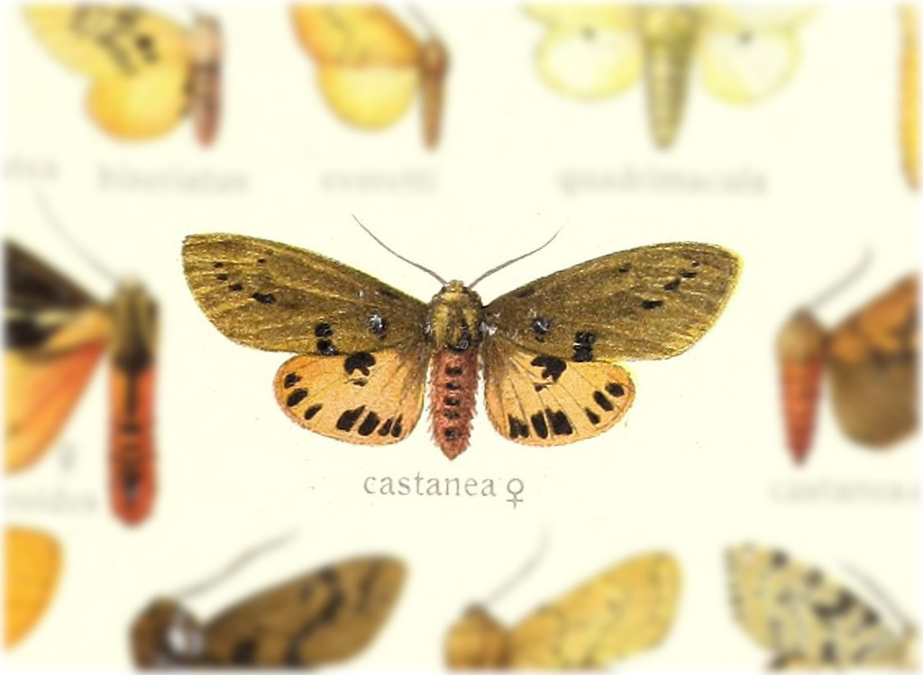 Spilarctia castanea