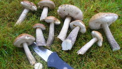 Leccinum scabrum