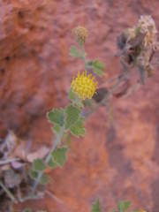 Perityle tenella