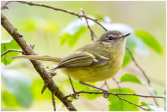 Phylloscartes ventralis