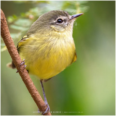 Phylloscartes ventralis