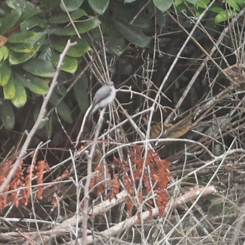 Cassin's Flycatcher