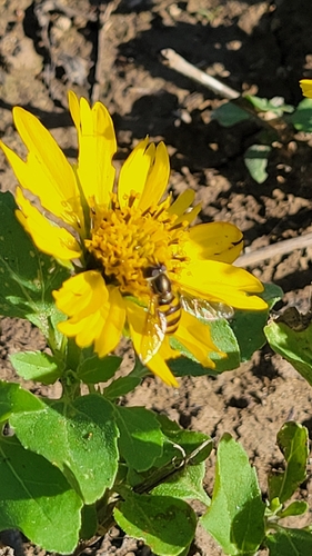 Unknown species found near Bexar County, US-TX, US