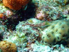 Helcogramma striata