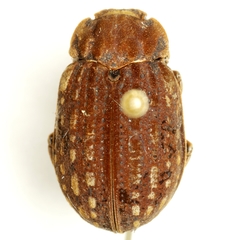 Omorgus tytus