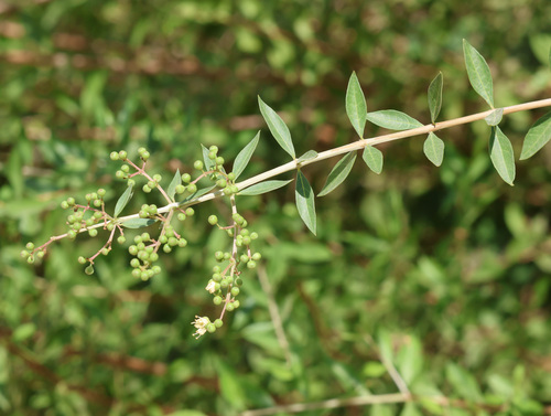 Lawsonia inermis