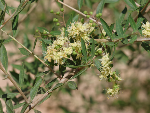 Lawsonia inermis