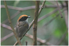 Conopophaga melanops