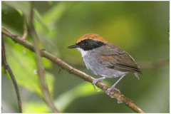 Conopophaga melanops