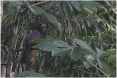 Saltator fuliginosus