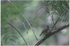 Mionectes rufiventris