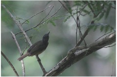 Mionectes rufiventris