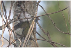Ilicura militaris