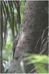 Xiphocolaptes albicollis