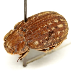 Omorgus tytus