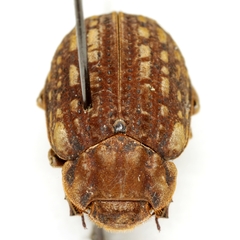 Omorgus tytus