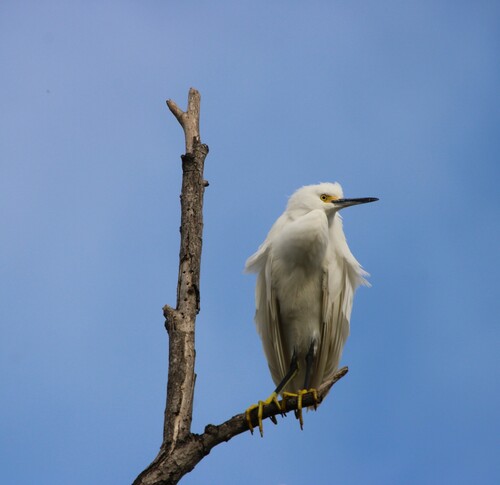 iNaturalist observation photo of Snowy Egret