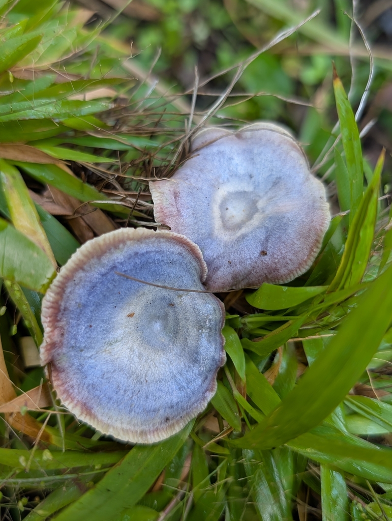 Lactarius paradoxus · December 2025 · photo: © troyrex (iNaturalist, cc-by)