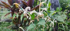 Arachnis flos-aeris