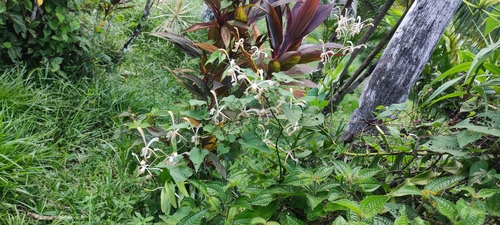 Arachnis flos-aeris, photograph 2