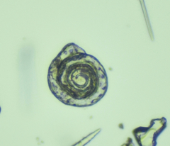 Spirillina vivipara