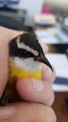 Coereba flaveola caboti