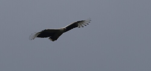Palm-nut Vulture
