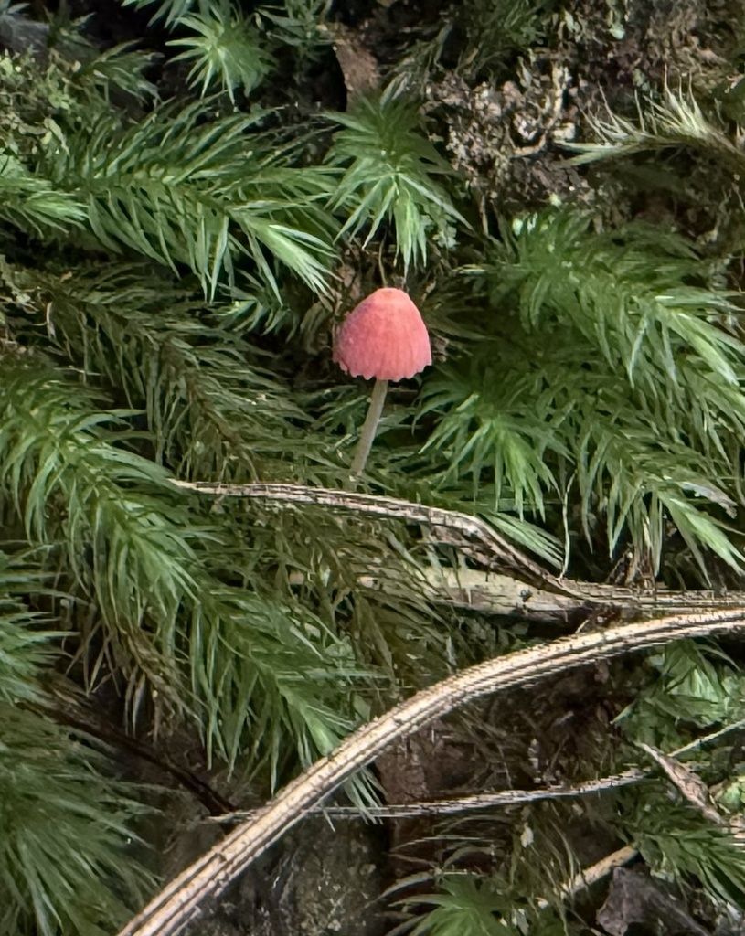 Atheniella sp. 'RE01'