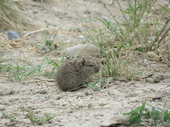Microcavia australis