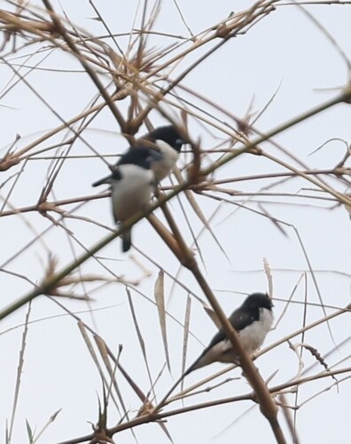 Magpie Mannikin