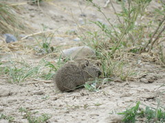 Microcavia australis