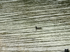 Gallinula galeata