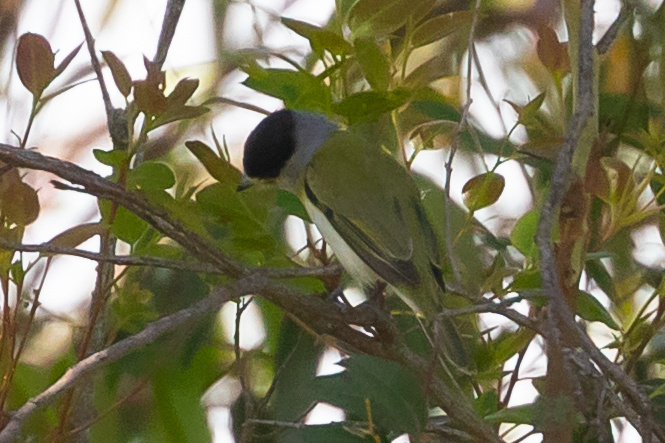 Green-backed Becard (Pachyramphus viridis), photo 10