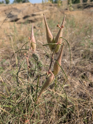 Engelmann's milkweed (Asclepias engelmanniana)