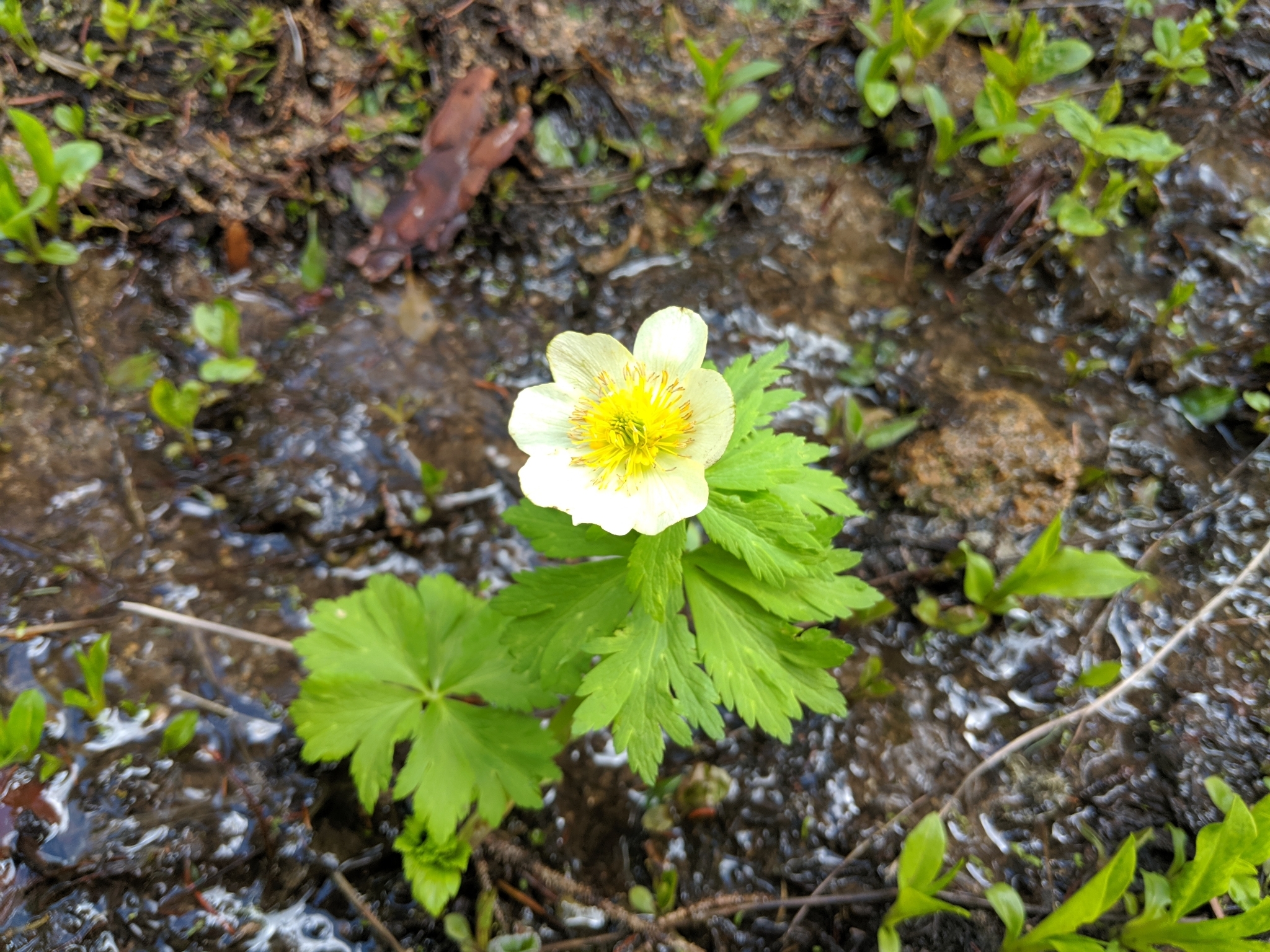 White Globeflower (Trollius albiflorus)