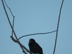 Amblycercus holosericeus